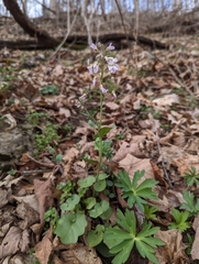 Cardamine douglassii