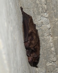 Eptesicus fuscus