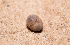 Venezillo microphthalmus