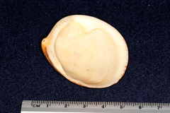 Glycymeris glycymeris