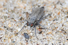Lasiopogon littoris