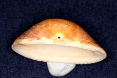 Glycymeris glycymeris