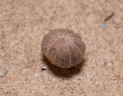 Venezillo microphthalmus