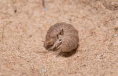 Venezillo microphthalmus