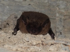 Eptesicus fuscus