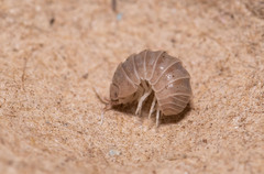 Venezillo microphthalmus