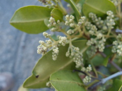 Cryptocarpus pyriformis