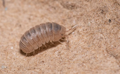 Venezillo microphthalmus