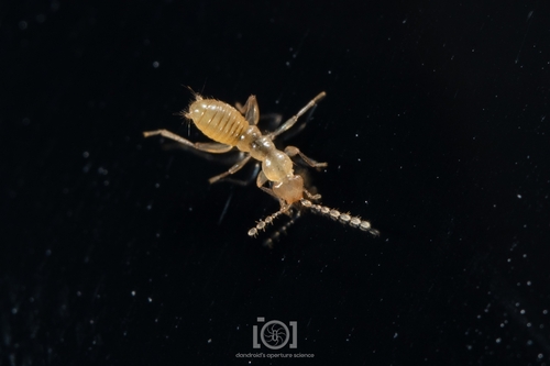 Hubbard's Angel Insect photo 3