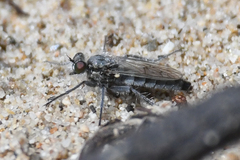 Lasiopogon littoris