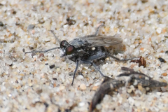 Lasiopogon littoris
