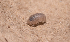 Venezillo microphthalmus