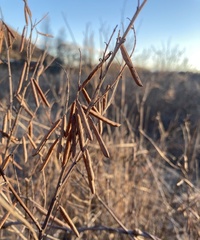Indigofera pseudotinctoria