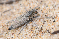 Lasiopogon littoris
