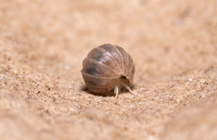 Venezillo microphthalmus