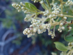 Cryptocarpus pyriformis