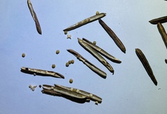 Indigofera pseudotinctoria