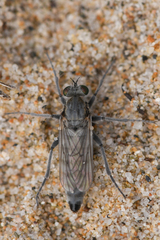 Lasiopogon littoris