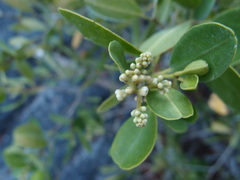 Cryptocarpus pyriformis