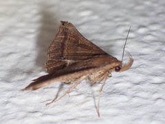 Salia semiothisa