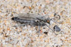 Lasiopogon littoris
