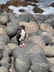 Leucocarbo bougainvillii
