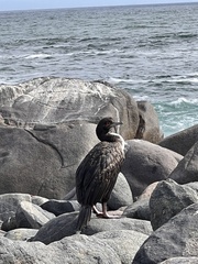 Leucocarbo bougainvillii