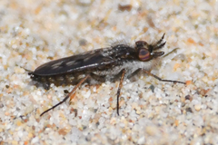 Nebritus powelli