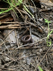 Batrachoseps nigriventris