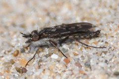 Nebritus powelli