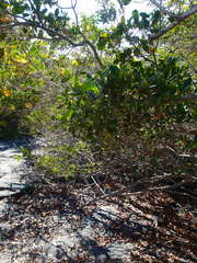 Cryptocarpus pyriformis