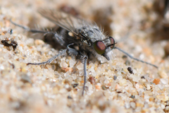 Lasiopogon littoris