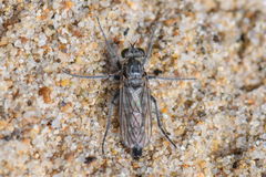 Lasiopogon littoris