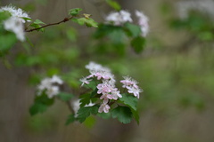 Crataegus marshallii