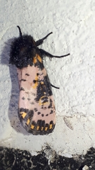 Xanthopastis moctezuma