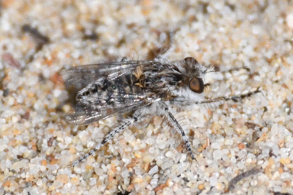 Spot-winged Prospector