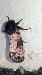 Xanthopastis moctezuma