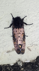 Xanthopastis moctezuma