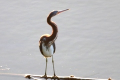 Egretta tricolor