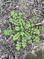 Nemophila phacelioides