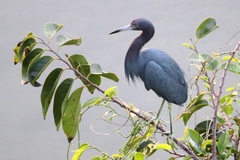 Egretta caerulea