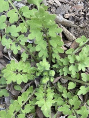 Nemophila phacelioides