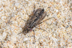 Nebritus powelli