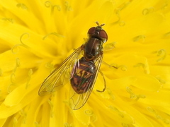 Toxomerus marginatus