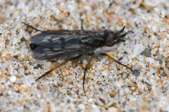 Nebritus powelli