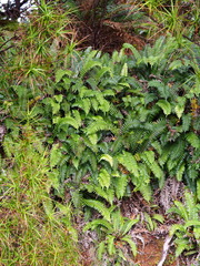 Blechnum durum