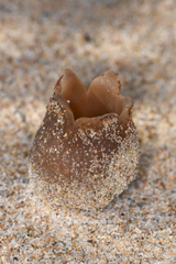 Peziza ammophila