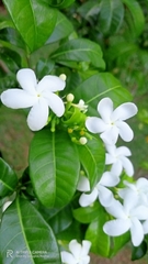 Tabernaemontana divaricata