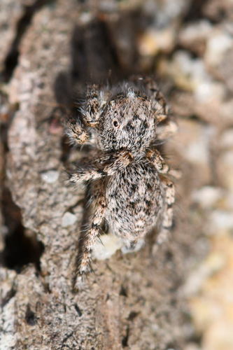 Habronattus amicus photo 5