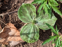 Trillium sessile